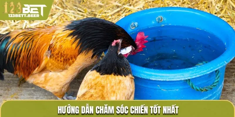 Hướng dẫn chăm sóc chiến tốt nhất