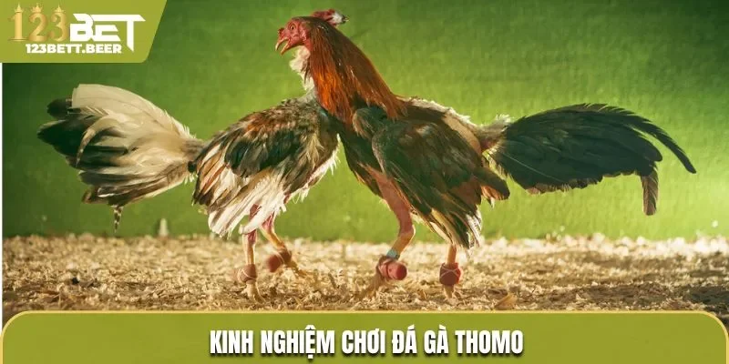 Kinh nghiệm chơi đá gà Thomo