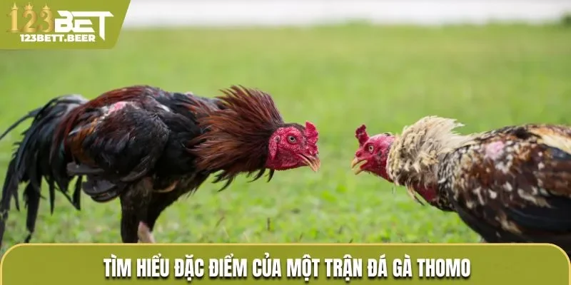 Tìm hiểu đặc điểm của một trận đá gà Thomo